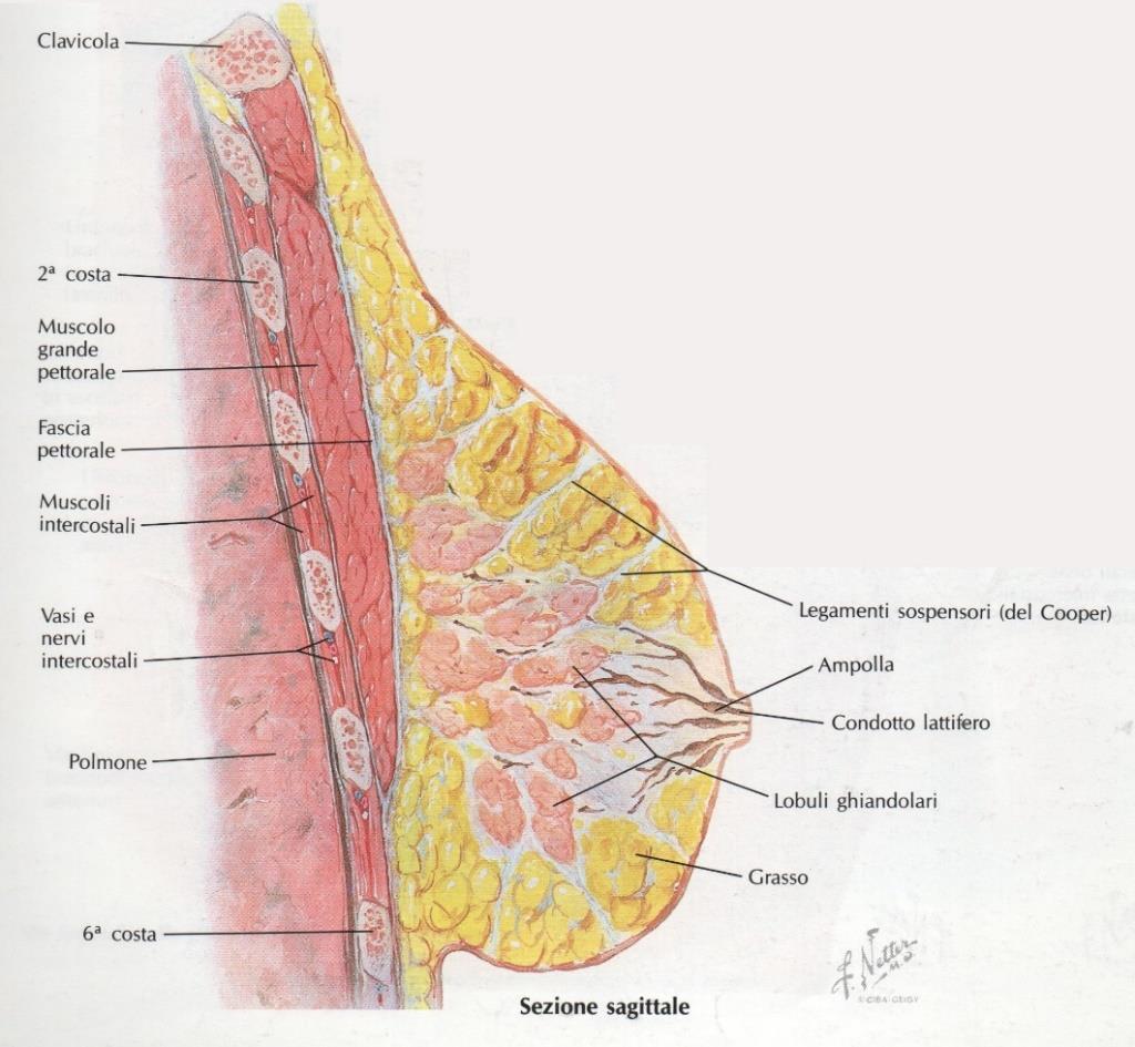 La zona centrale della mammella è sporgente e presenta una superficie rugosa, dovuta alla presenza di creste. Questa parte è l areola, al cui centro è presente il capezzolo.