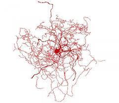 Neuroni del I tipo del Golgi o cellula piramidale presentano un assone di notevole lunghezza e trasportano l impulso in zone lontane dal