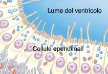 Cellule ependimali Le cellule ependimali delimitano le cavità del sistema nervoso centrale, producono il liquido cerebrospinale e, col battito delle ciglia, ne favoriscono la circolazione.