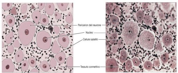 Cellule satelliti Le cellule satelliti sono piccole cellule che delimitano la superficie esterna dei pirenofori dei neuroni nel sistema nervoso periferico.