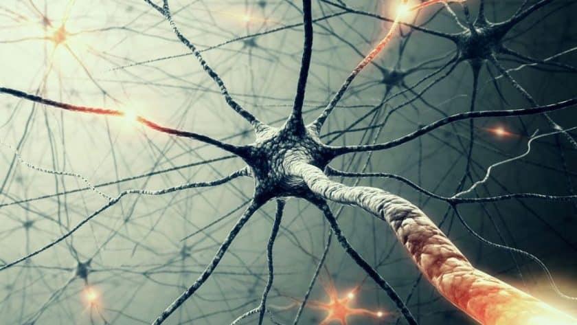 Il neurone è un elemento cellulare perenne non effettua la divisione cellulare ha limitate capacità rigenerative (dopo una lesione una fibra nervosa può rigenerarsi solo se il corpo