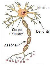 La struttura del neurone Nel suo aspetto più tipico, un neurone è formato