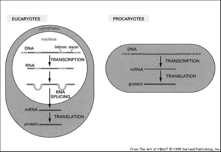 genetico A triplette Non sovrapposte Senza punteggiatura Univoco Degenerato Universale L informazione contenuta nel DNA è ricopiata in molecole di RNA Questo processo