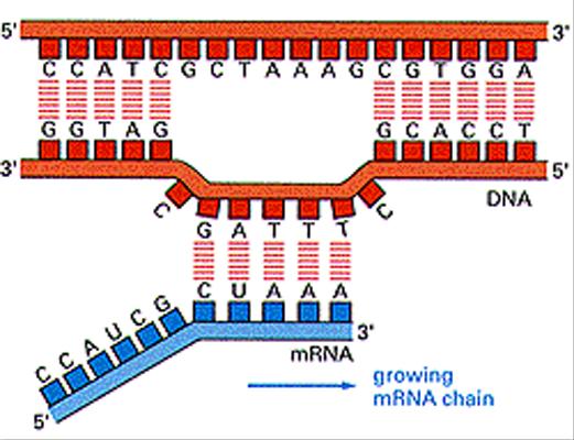 IL PROCESSO DI TRASCRIZIONE PORTA ALLA SINTESI DI RNA COMPLEMENTARE AL DNA Vengono sintetizzati 3 tipi di RNA principali: RNA messaggero (mrna) - contiene il messaggio per la sintesi di proteine