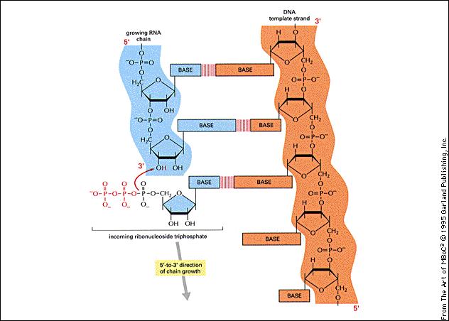 IMPORTANTE QUALE DELLE DUE ELICHE VIENE TRASCRITTA RNA copia dell elica -3 3 DNA a doppia elica nucleotidi trifosfati polimerizzazione RNA copia dell elica 3 - ENTRAMBE LE ELICHE DEL DNA POSSONO