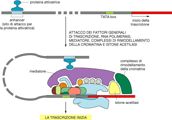 AL PROMOTORE DELL OPERONE DEL LATTOSIO RNA