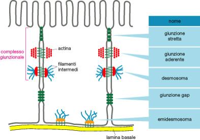 LE PROTEINE DI MEMBRANA HANNO VARIE FUNZIONI PROTEINE DI MEMBRANA FORMANO GIUNZIONI TRA LE CELLULE ADESIONE >