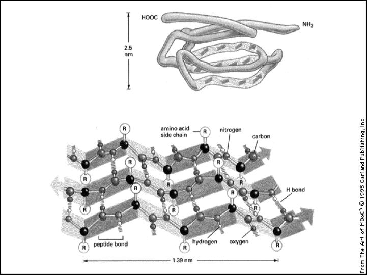 LA β-cheratina E UN ALTRA STRUTTURA SECONDARIA STRUTTURA TERZIARIA E : Ripiegamento tipico di ogni proteina. Dovuto ai legami tra le catene laterali degli amminoacidi.