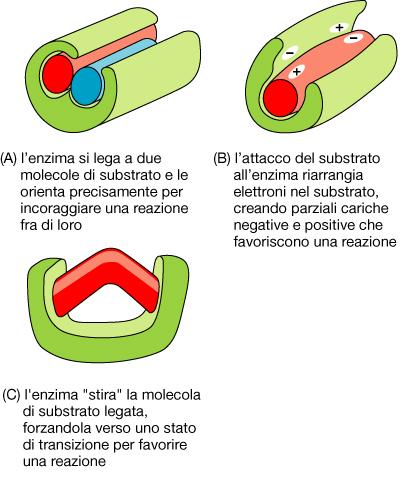 NON si ritrova modificato dopo aver catalizzato la reazione. UN ENZIMA ABBASSA L ENERGIA DI ATTIVAZIONE Reazione non catalizzata https://www.youtube.com/results?