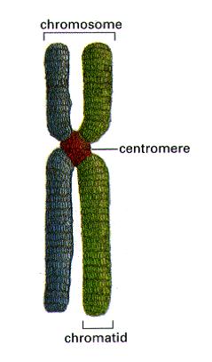 STRUTTURA DEL DNA NATIVO DENATURATO RINATURATO