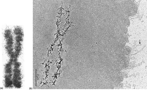 INFORMAZIONE E TRASCRITTA IN mrna E POI TRADOTTA IN