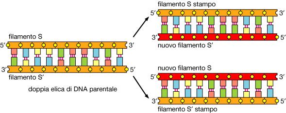 LA REPLICAZIONE DEL DNA E SEMICONSERVATIVA LA REPLICAZIONE DEL DNA E SEMICONSERVATIVA IL MECCANISMO MOLECOLARE DI REPLICAZIONE DEL DNA LE DUE ELICHE SI SEPARANO E CIASCUNA FUNGE DA STAMPO PER LA