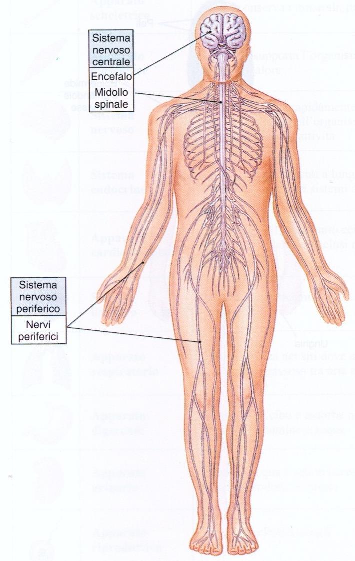 Sistemi Nervoso e Endocrino