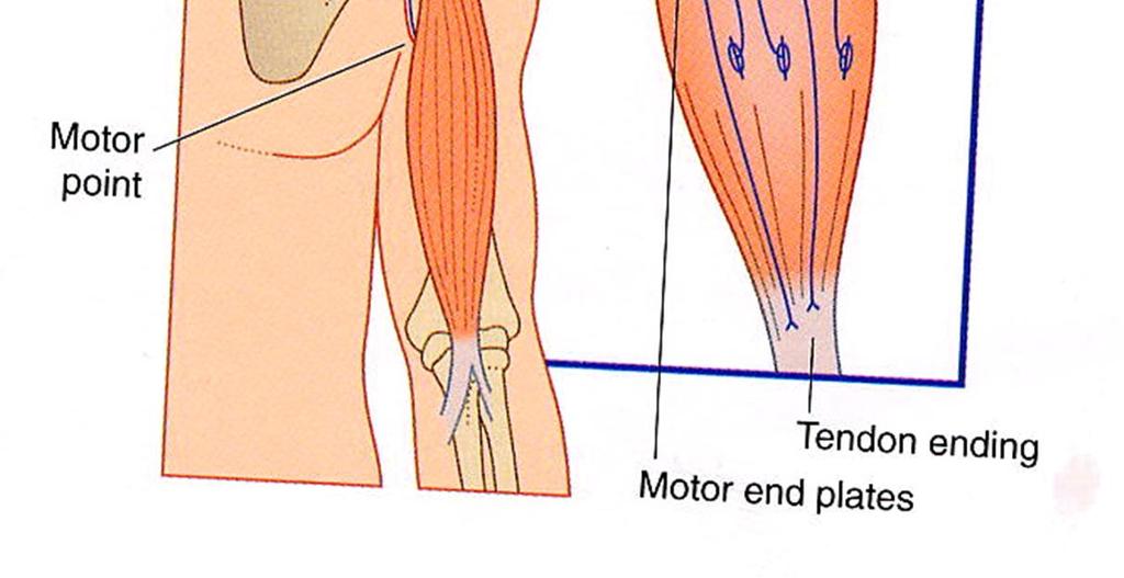 motoneuroni α raggiungono i muscoli scheletrici ed entrano in