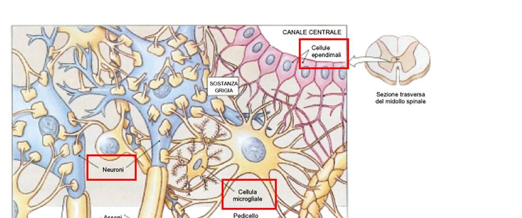 TESSUTO NERVOSO CELLULE NERVOSE (neuroni) cellule funzionali