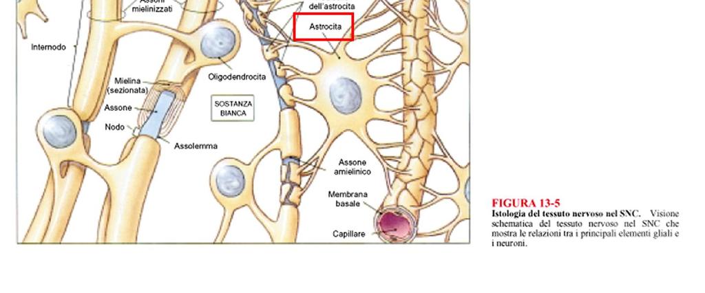 rivestimento SOSTANZA GRIGIA = corpi delle cellule nervose
