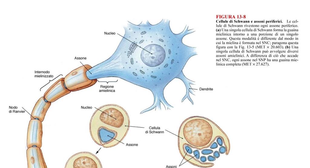 FIBRA NERVOSA: prolungamento cellulare avvolto da cellule di