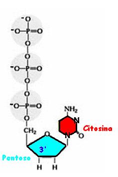 Nucleotidi terminator marcati (sequenziamento automatico) I nucleotidi terminator sono marcati con fluorocromi