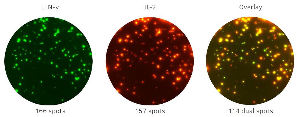 T-cell FLUOROSPOT