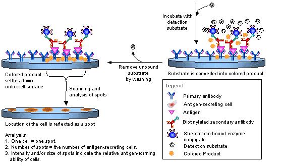 ELISPOT - Fasi sperimentali Gli analiti vengono
