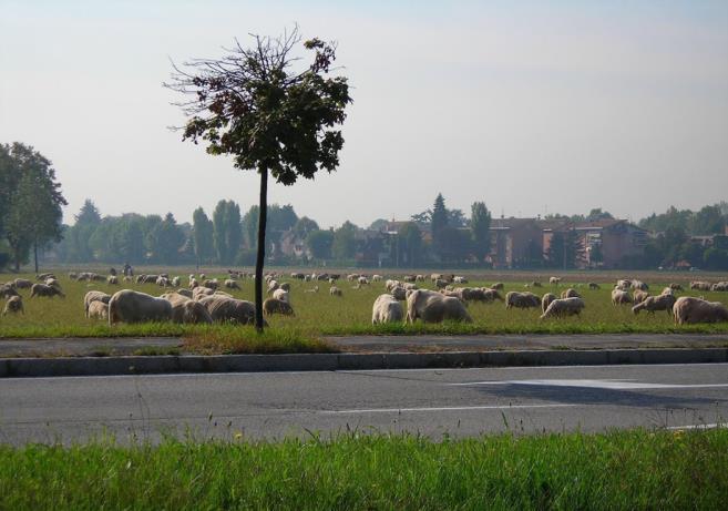 LE CAMPAGNE URBANE sicurezza alimentare della città metropolitana ruolo dell agricoltura urbana nella ridefinizione di una città capace di rigenerare risorse (non solo alimentari) di offrire