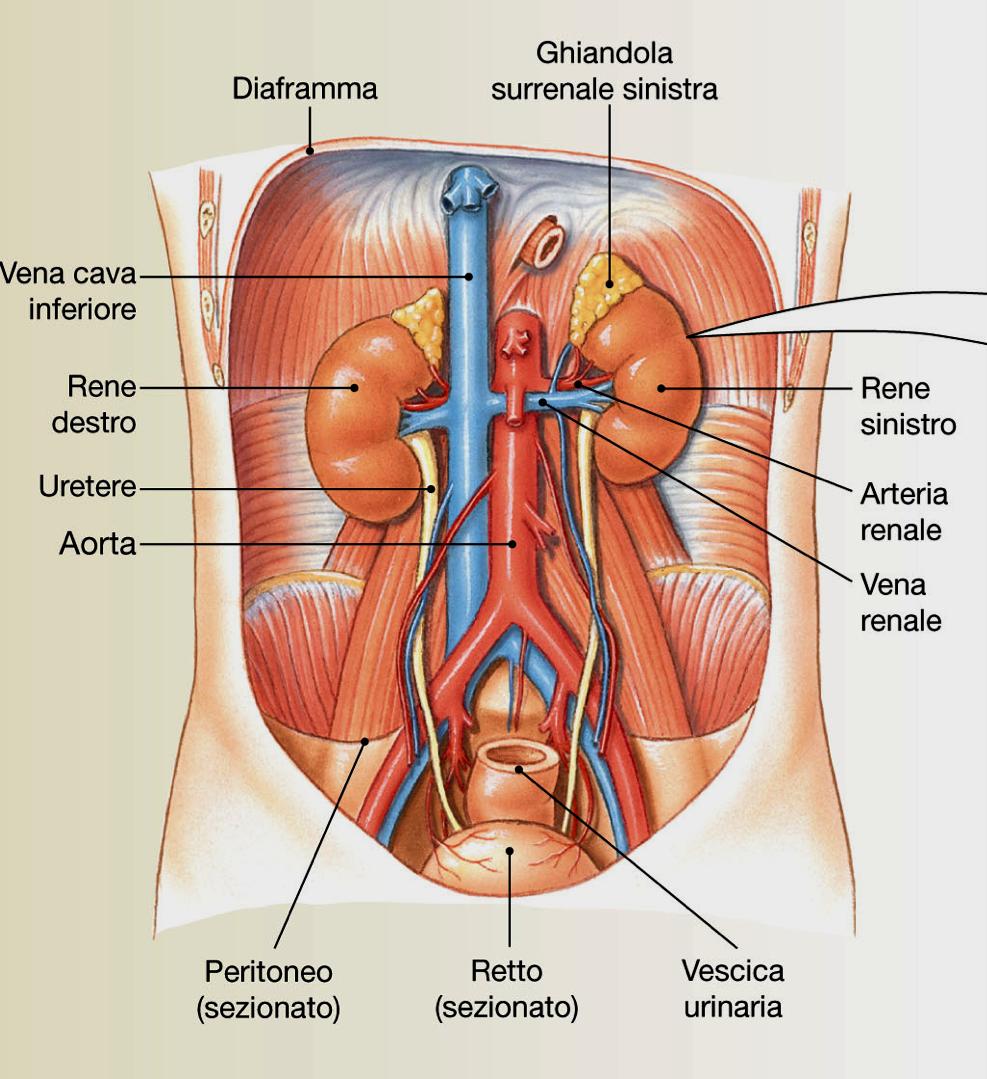 Vescica urinaria Re,o (sezionato) ü 0.