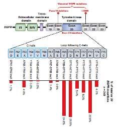 NSCLC EGFR +: exon 20 Circa 5-10% delle mutazioni di EGFR La forma attiva del recettore