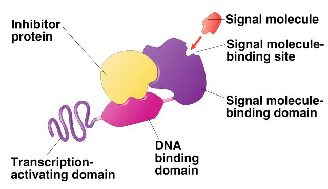Struttura dei recettori intracellulari I recettori intracellulari hanno una struttura peptidica.