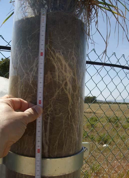 sono state in grado di vegetare in terreni contaminati.