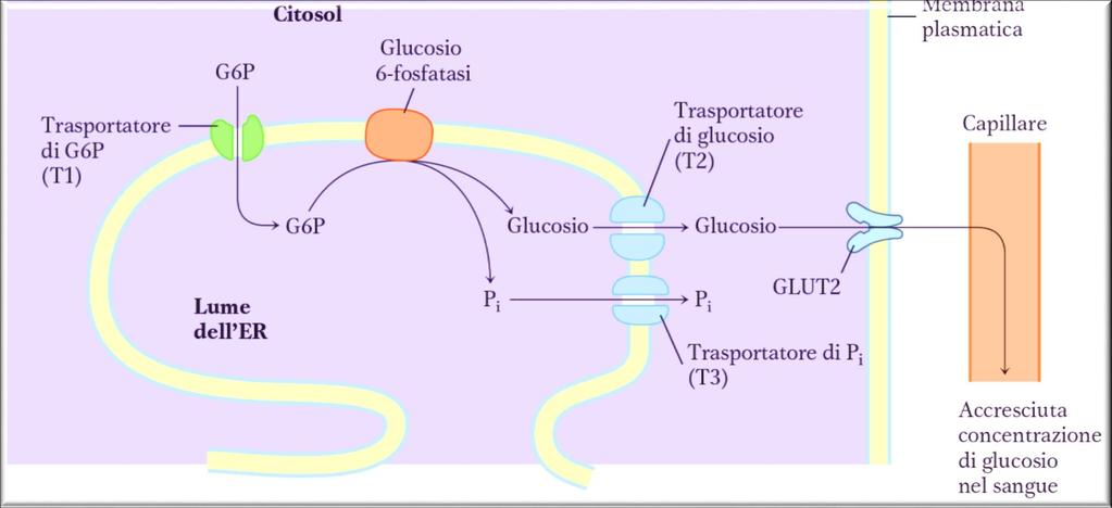 Glucosio 6-fosfatasi: espressa e attiva nel fegato o nel rene Localizzata sulla membrana dell ER col sito attivo rivolto verso il lume in questo modo si attiva solo quando aumenta il flusso
