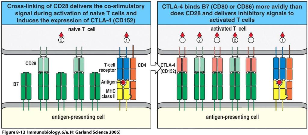La costimolazione di TCR/CD28 induce espressione