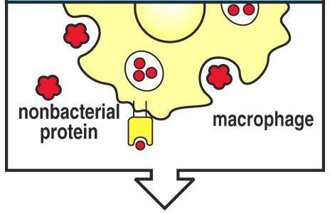 inducono segnali costimolatori a linfociti T che riconoscono questo antigene