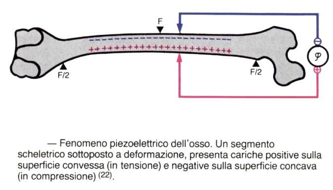 Prevenzione - Attività Fisica e Massa Ossea Il