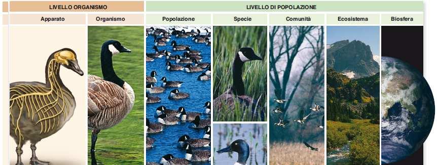 -organismi individuali (come gli individui sono influenzati dal loro ambiente e viceversa); -popolazioni(la presenza o l assenza di specie, la loro