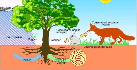 nutritivi tra la comunità biotica e la componente abiotica.