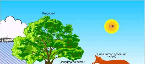 Catene alimentari di pascolo e di detrito catena pascolo catena detrito