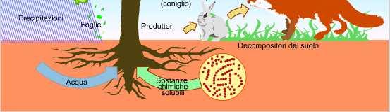 alimentazione è definita catena del pascolo La sequenza di organismi che