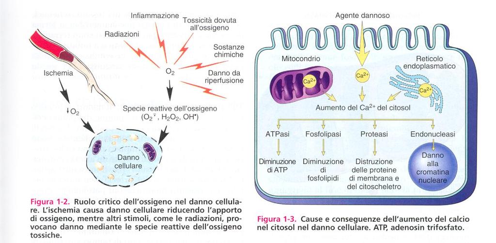 Danno diretto da assorbimento di energia radiante metabolismo enzimatico sost.