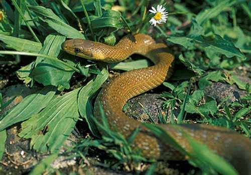 Zamenis longissimus Biscia dal collare (Natrix natrix). Presente in tutto il territorio provinciale, dalla pianura al sistema di crinale.