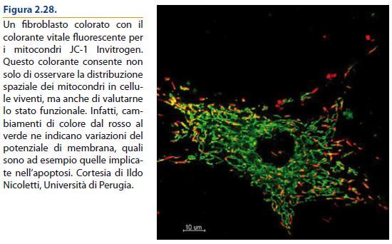 I mitocondri hanno molte proteine pro-apoptotiche che sono rilasciate per Intervento della famiglia Bcl-2