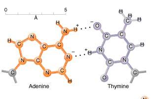 Metodi per lo studio dell espressione genica Basati sull ibridazione degli acidi nucleici Southern/Northern blotting Ibridazione in situ