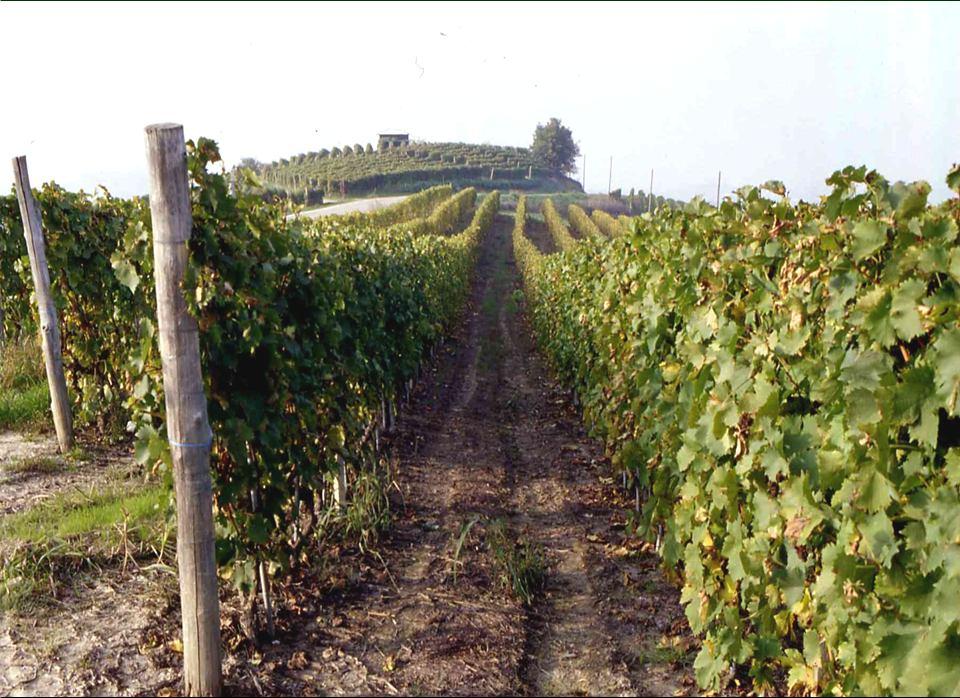Paesaggi viticoli piemontesi