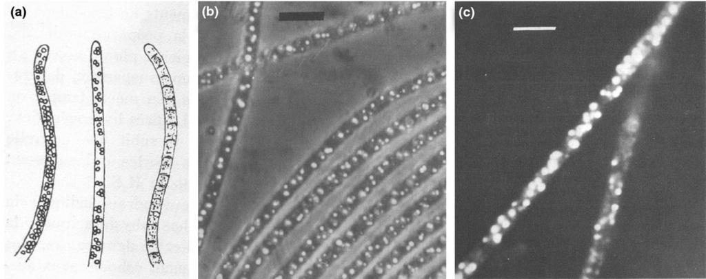 (a) Winogradsky's drawing of sulfur granules in Beggiatoa.