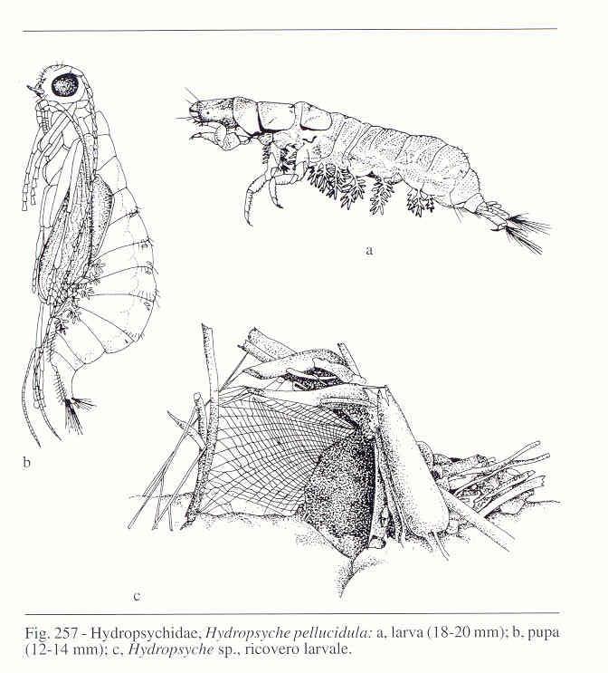 Tricotteri: Hydropsychidae Capo relativamente piccolo, mandibole robuste, tracheobranchie