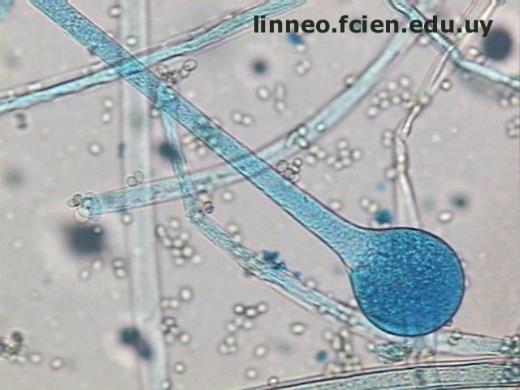in: aumento delle dimensioni cellulari microrganismi cenocitici: divisioni nucleari