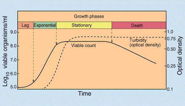 CINETICA DELLA DIVISIONE CELLULARE LA CURVA DI CRESCITA Classicamente, la curva di crescita è la rappresentazione della cinetica di crescita di microrganismi coltivati in terreno liquido (brodo)