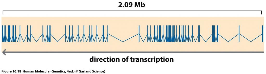 Il gene della Distrofina si estende per oltre 2 Mb, contiene 79 esoni e produce un trascritto di 14 kb, che codifica una proteina di 3685 aa (427
