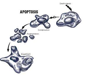 Fasi dell apoptosi Eventi molecolari, biochimici e morfologici Induzione Death signals