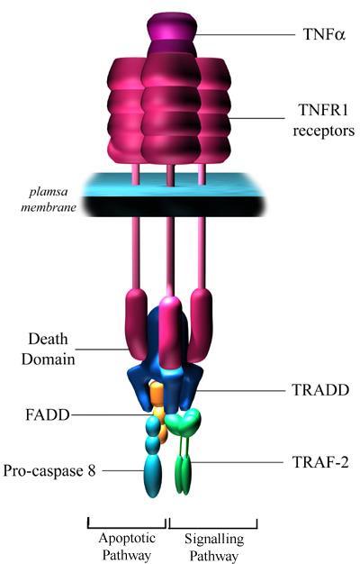 Tumour Necrosis Factor Receptor-1 (TNFR1) Il legame porta ad una