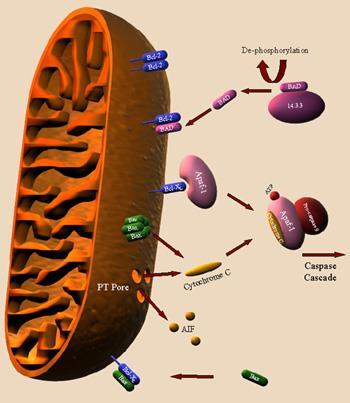 Ruolo dei mitocondri Proteine antiapoptotiche della famiglia di Bcl2 si trovano sulla membrana esterna e promuovono la sopravvivenza della cellula I mitocondri
